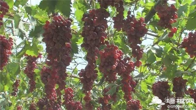 地道的延庆火勺，不是在哪都有的[墙根网]