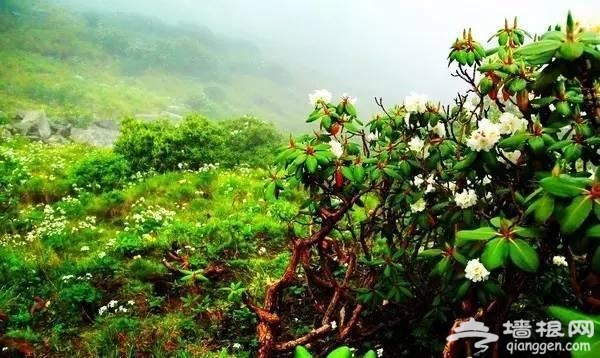 6月四川将有大波美景到来 错过再等一年！[墙根网]