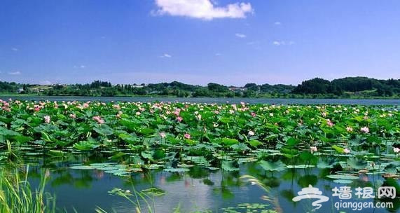 6月四川将有大波美景到来 错过再等一年！[墙根网]
