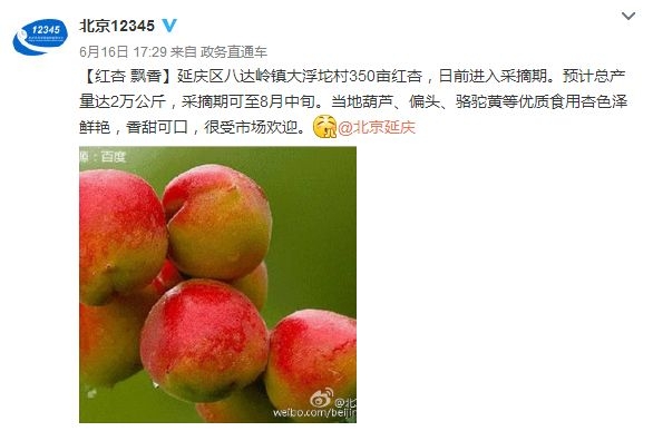 北京延庆大浮坨村红杏采摘园指南[墙根网]