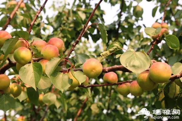 北京延庆大浮坨村红杏采摘园指南[墙根网]
