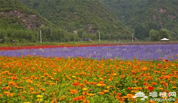 京郊游好去处——人间花海6.18开园啦[墙根网]