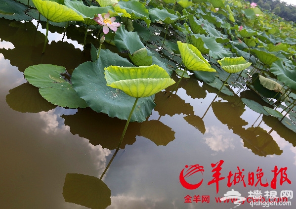 2016东莞桥头荷花节主打浪漫诗意 12项文化活动让你留连[墙根网]