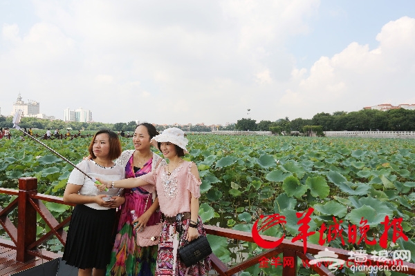 2016东莞桥头荷花节主打浪漫诗意 12项文化活动让你留连[墙根网]