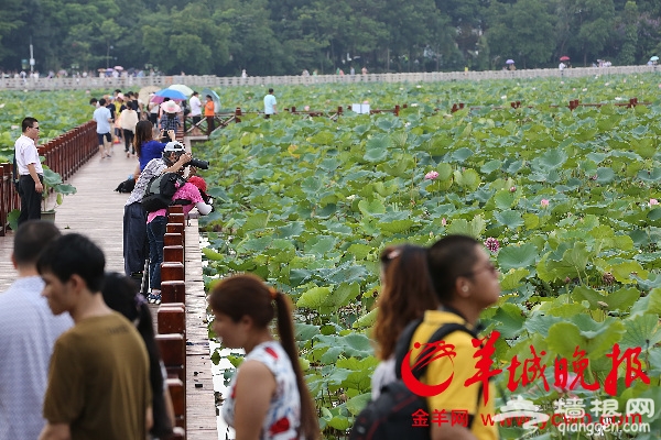 2016东莞桥头荷花节主打浪漫诗意 12项文化活动让你留连[墙根网]