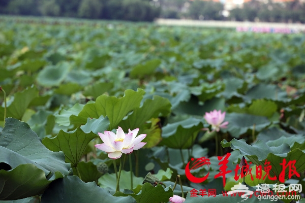 2016东莞桥头荷花节主打浪漫诗意 12项文化活动让你留连[墙根网]