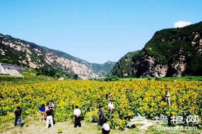 北京密云区云梦花香向日葵观赏地址及交通指南[墙根网]