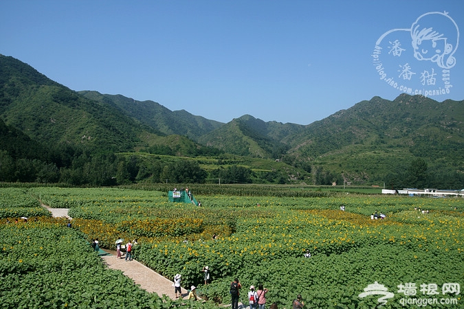 【北京】赏花海吃农家饭--密云雾灵西峰彩葵园自助游攻略