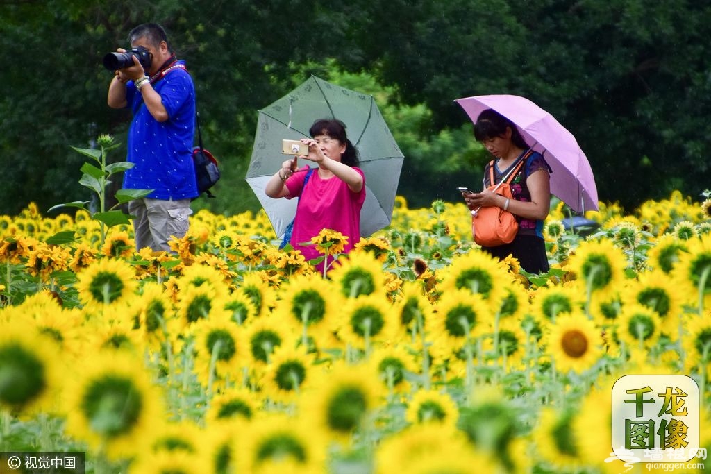 北京奥森公园百亩葵花绽放[墙根网]