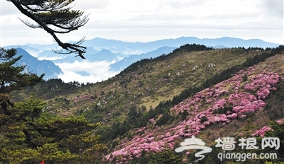 神农架神农顶景区风光（2012年5月13日摄）