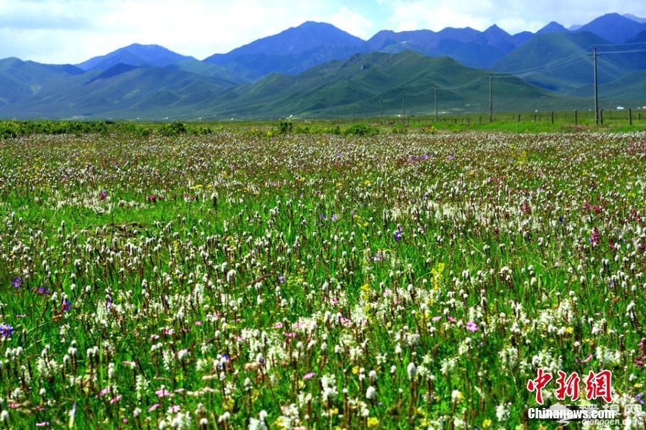 甘肃祁连山下草原花开正美宛如油画[墙根网]