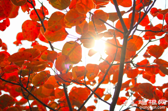 金秋赏红叶 走进北京京郊的秋天