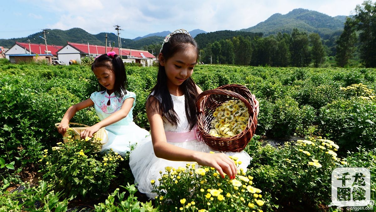 延庆“花海放歌”首届消夏欢乐节在四海镇南湾花海开幕[墙根网]