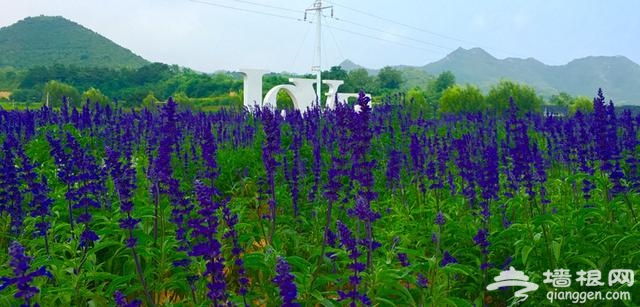 北京首条花卉特色旅游线路正式发布
