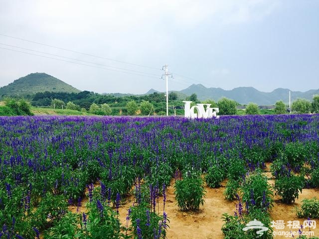 北京首条花卉特色旅游线路正式发布