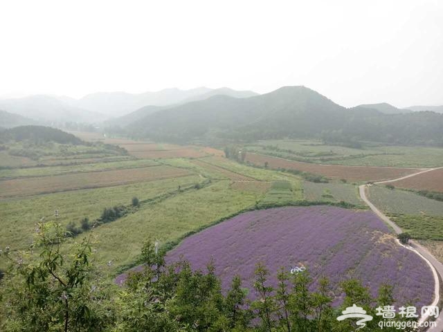 北京首条花卉特色旅游线路正式发布