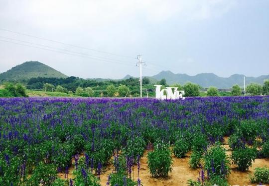  北京首条花卉特色旅游线路正式发布