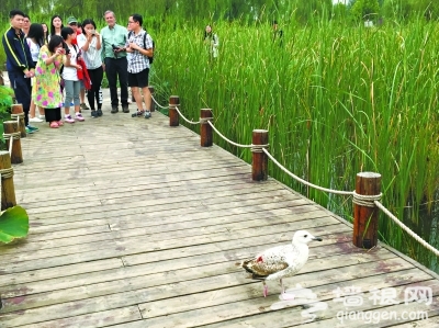 翠湖湿地开放3年 野生鸟增至202种