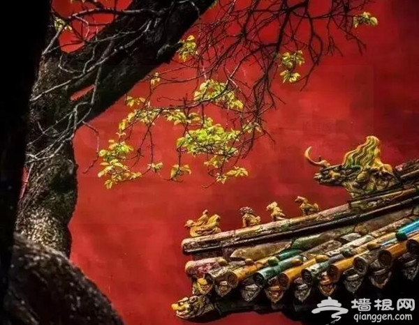 还需一个月 迎接北京最美金秋[墙根网]