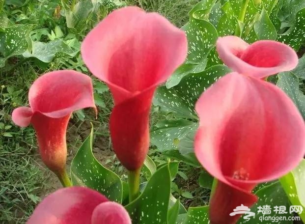 2016北京中秋赏花好去处 珍珠山水看秀美花卉景观[墙根网]