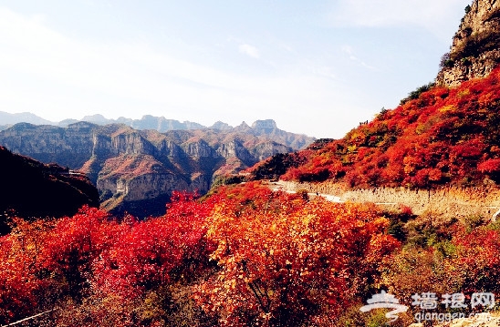 万山红遍层林尽染 河北秋季赏红叶好去处[墙根网]