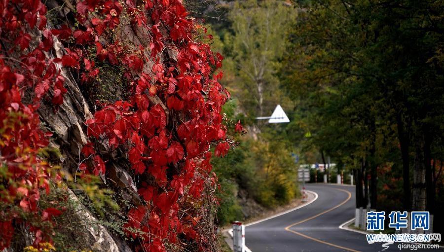 5、红叶掩映的“百里山水画廊”中的道路。新华社记者 李欣摄