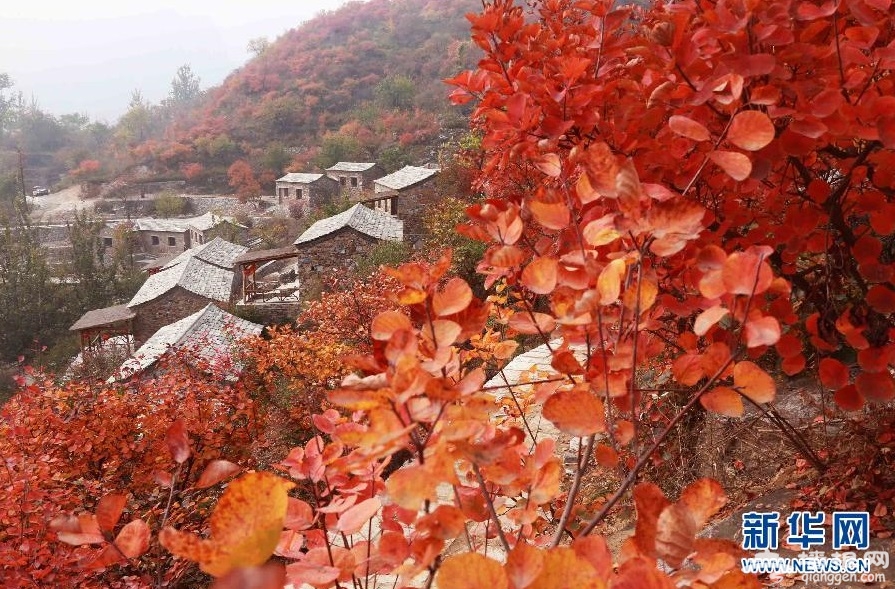 2、秋满坡峰岭。新华社发(张燕辉 摄)