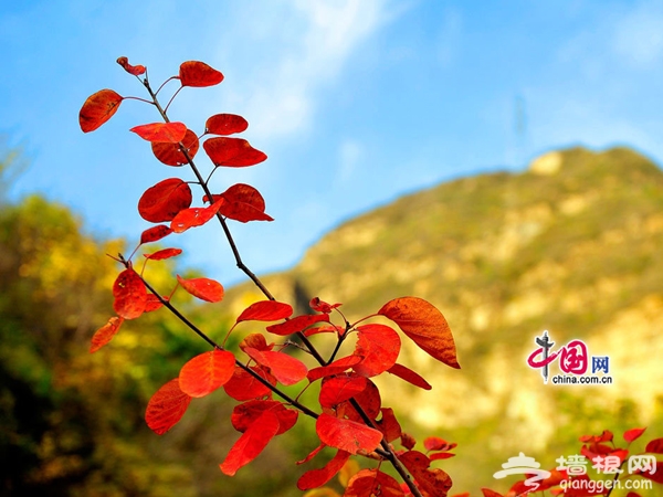 8、深秋妙峰山看红叶。贾云龙摄影，中国网发