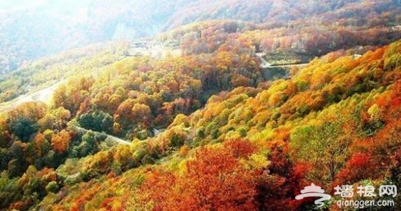 京郊秋季红叶旅游景点 只等时机一到就出发[墙根网]