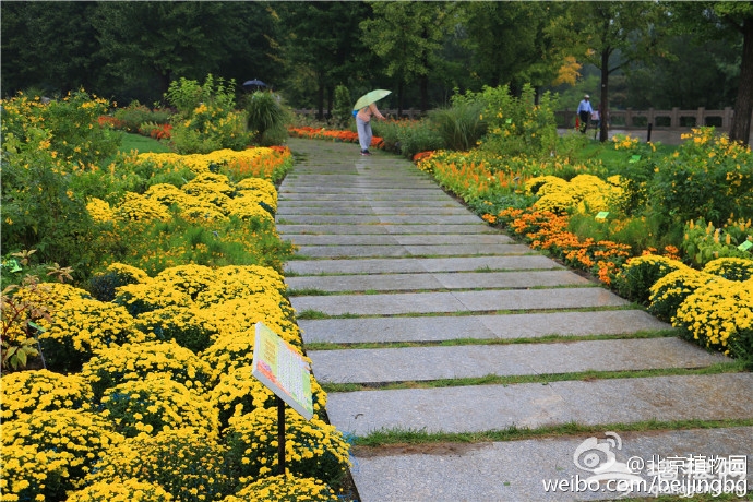 北京植物园菊花文化节 50万鲜花汇聚一堂[墙根网]