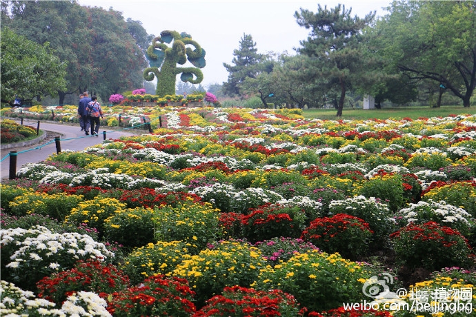 北京植物园菊花文化节 50万鲜花汇聚一堂[墙根网]