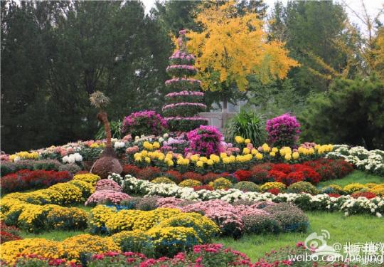北京植物园菊花文化节 50万鲜花汇聚一堂