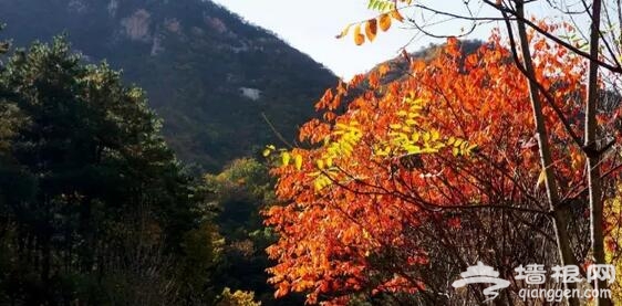 金秋十月 河北赏红叶[墙根网]
