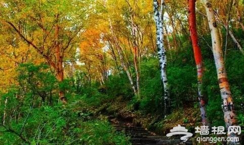 金秋十月 河北赏红叶[墙根网]