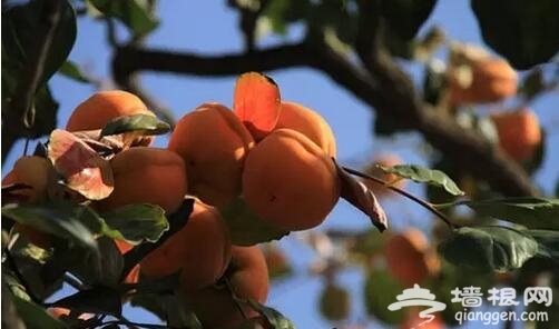 金秋十月 河北赏红叶[墙根网]