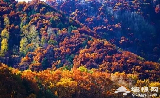 金秋十月 河北赏红叶[墙根网]