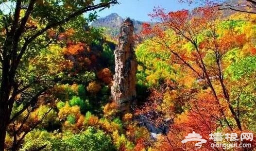 金秋十月 河北赏红叶[墙根网]