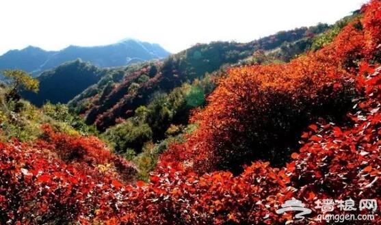 金秋十月 河北赏红叶[墙根网]