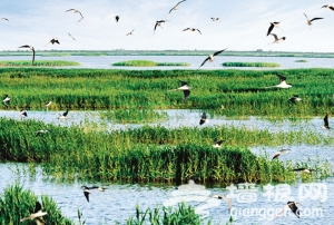 北大港湿地将建国家级生态公园