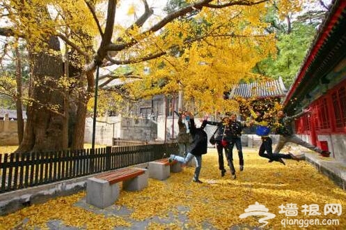 京郊自驾游 我要去寻找最美北京红叶观赏地[墙根网]