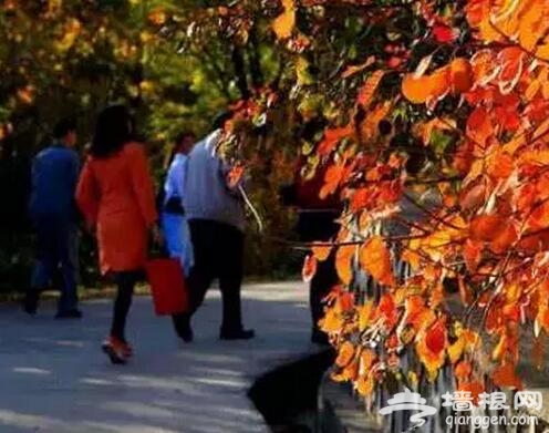 京郊自驾游 我要去寻找最美北京红叶观赏地[墙根网]