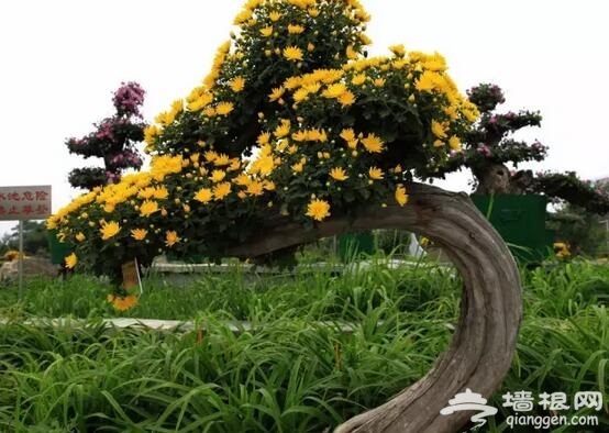 重阳节带父母去北京这些地方赏菊花[墙根网]