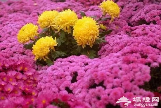 重阳节带父母去北京这些地方赏菊花[墙根网]