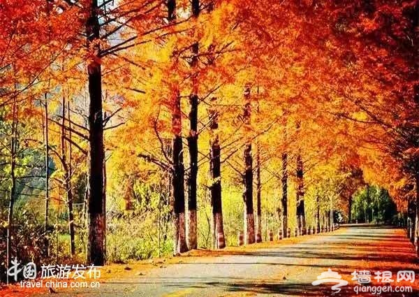 陕西有个醉美秋色的秘境：媲美香山红叶[墙根网]