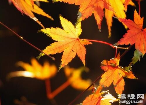 秋季枫叶摄影指南 枫叶怎么拍