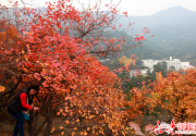 2016香山红叶节10个高峰日将采取交通管控措施