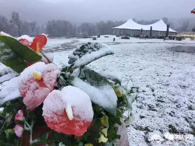 北京延庆迎今年首场降雪[墙根网]