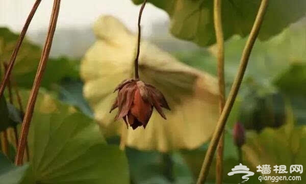 北京的秋天有什么 除了红叶还有这些美景[墙根网]