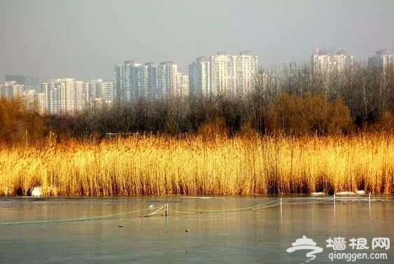 北京的秋天有什么 除了红叶还有这些美景[墙根网]