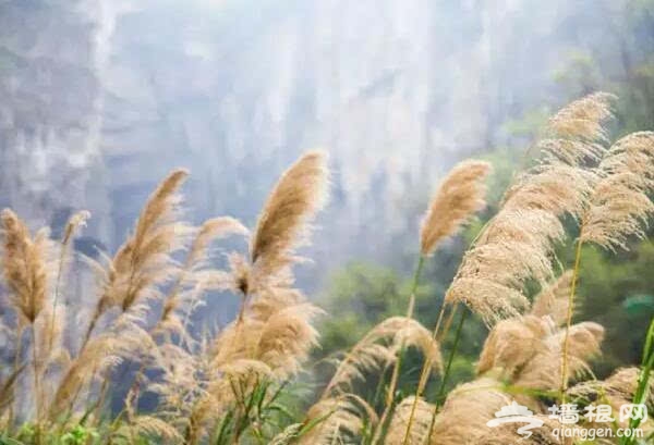 北京的秋天有什么 除了红叶还有这些美景[墙根网]